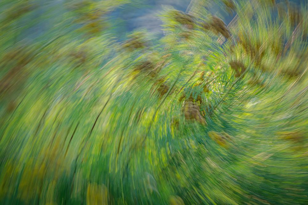 USA-Washington State-Seabeck Abstract of tansy plant art print by Jaynes Gallery for $57.95 CAD