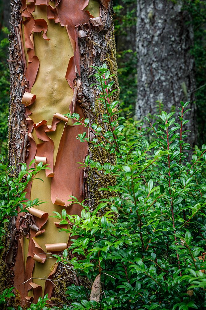 USA-Washington State-Seabeck Peeling madrone tree bark and bush art print by Jaynes Gallery for $57.95 CAD