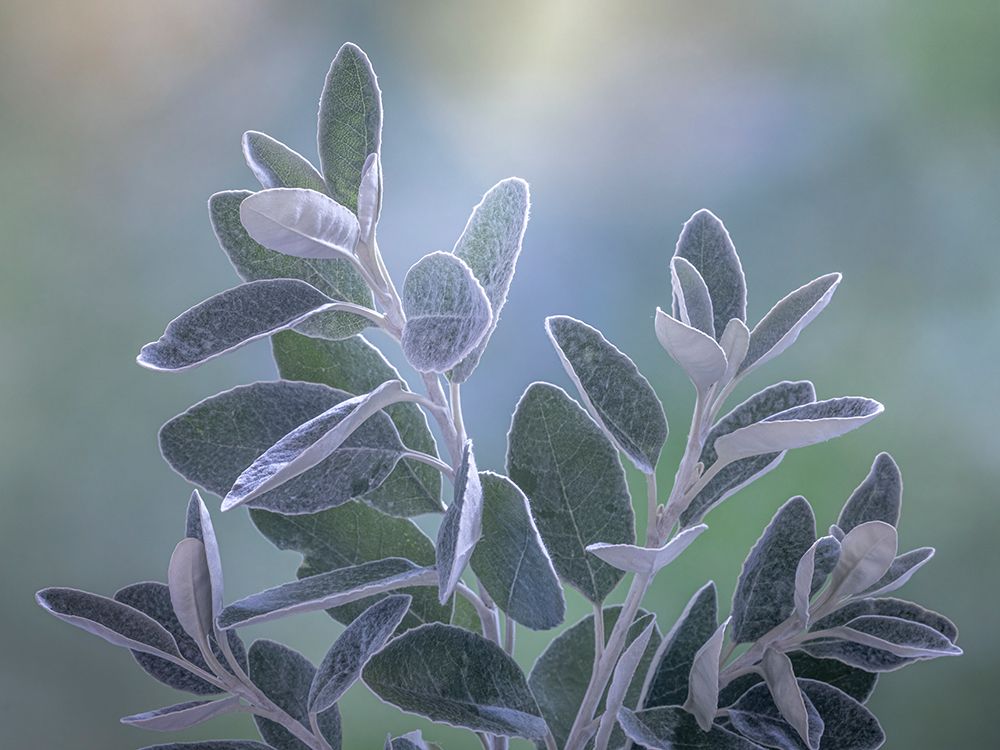 USA-Washington State-Seabeck Senecio leaves close-up art print by Jaynes Gallery for $57.95 CAD