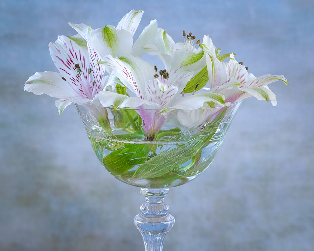 USA-Washington State-Seabeck Alstroemeria blossoms in vase art print by Jaynes Gallery for $57.95 CAD