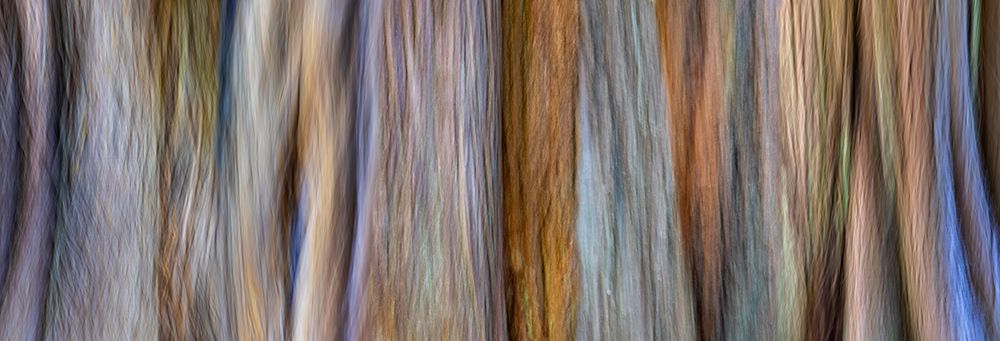 USA-Washington State-Seabeck Panoramic abstract of tree trunk and limbs art print by Jaynes Gallery for $57.95 CAD