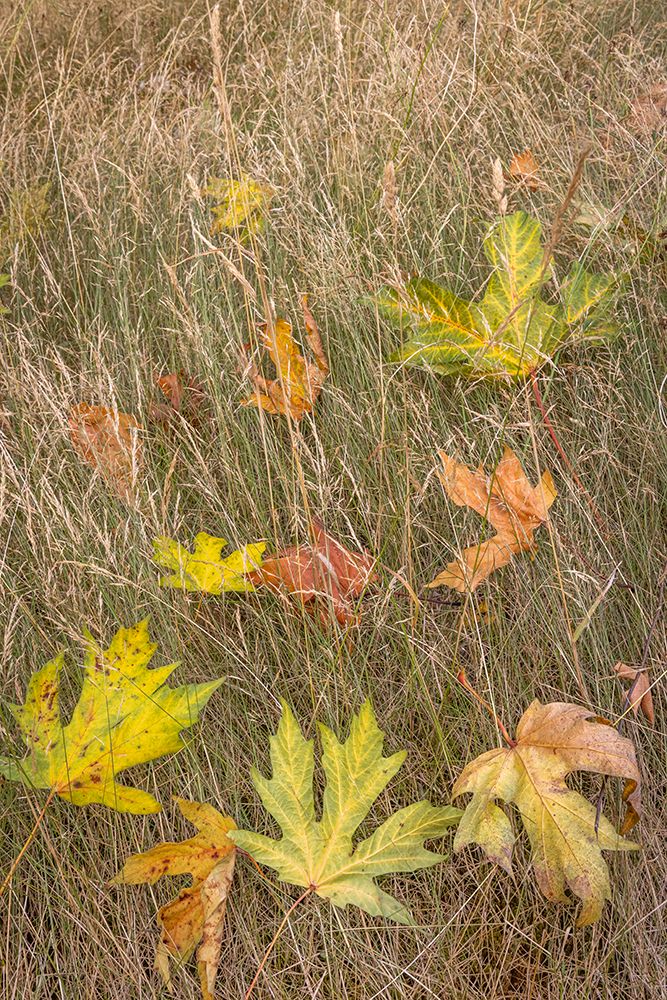 USA-Washington State-Seabeck Autumn bigleaf maple leaves caught in grasses art print by Jaynes Gallery for $57.95 CAD