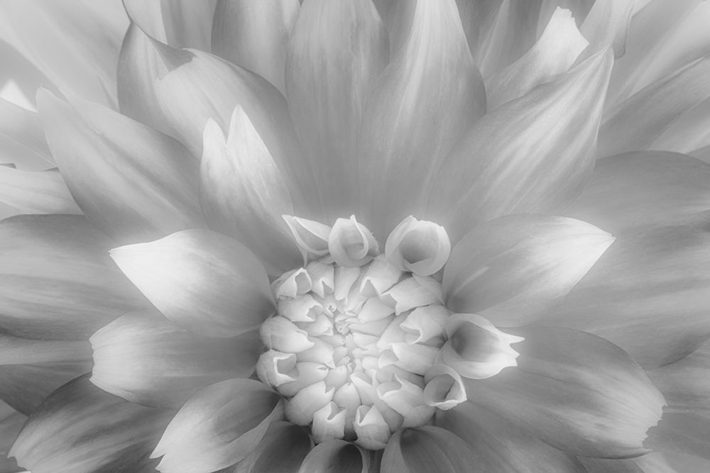 USA-Washington State-Seabeck Dahlia close-up in black and white art print by Jaynes Gallery for $57.95 CAD