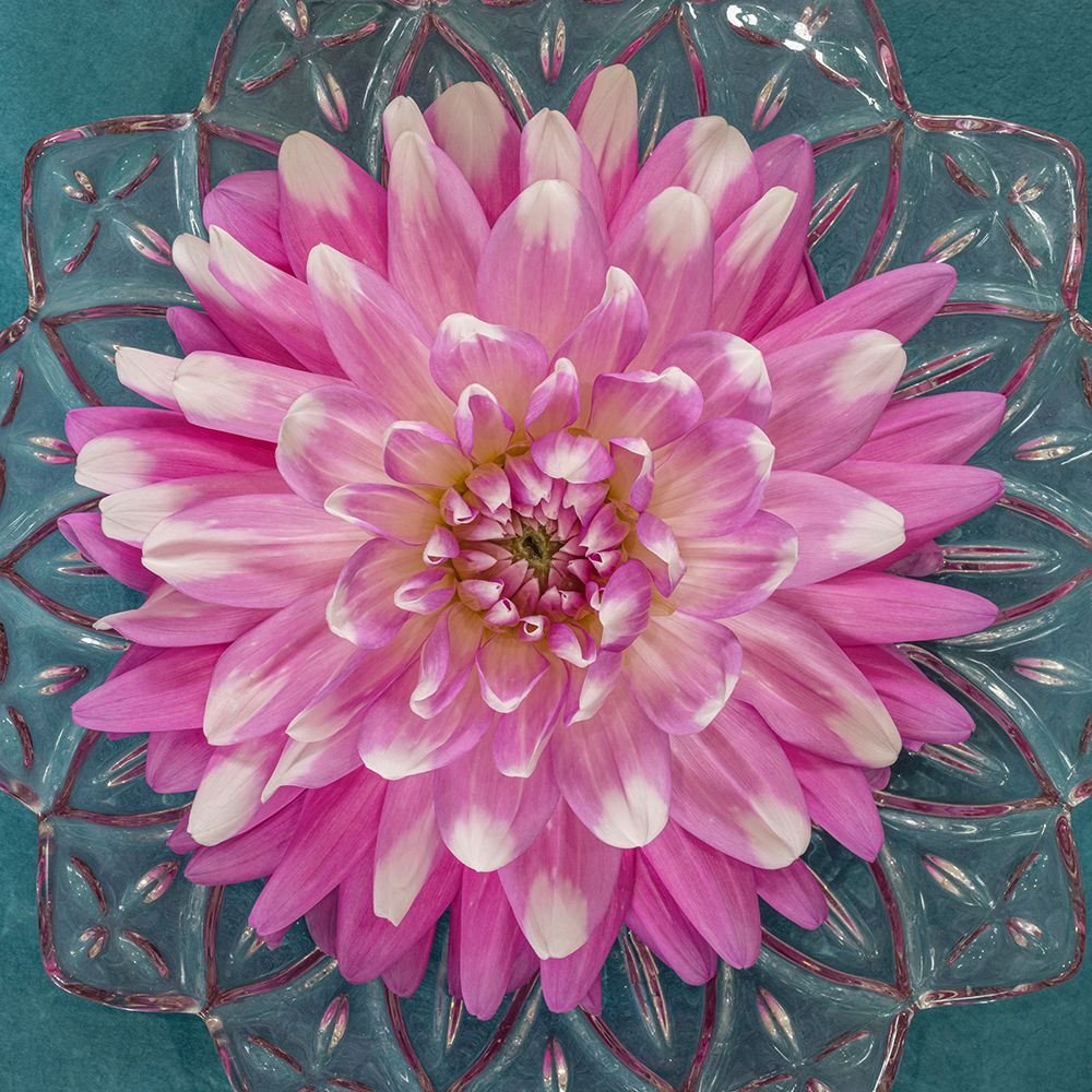 USA-Washington State-Seabeck Pink dahlia in crystal bowl art print by Jaynes Gallery for $57.95 CAD
