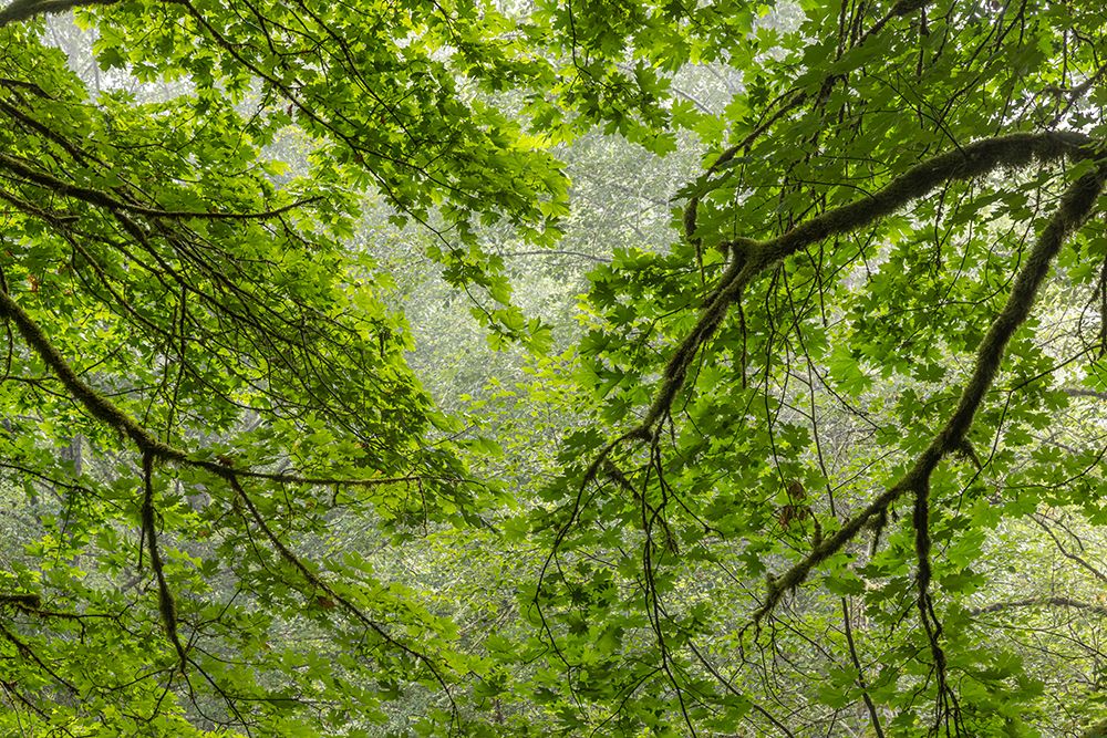 USA-Washington State-Seabeck Bigleaf maple trees in Anderson Landing County Park art print by Jaynes Gallery for $57.95 CAD