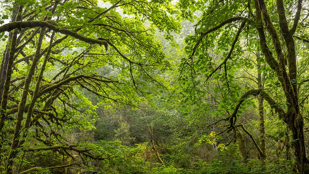 USA-Washington State-Seabeck Bigleaf maple trees in Anderson Landing County Park art print by Jaynes Gallery for $57.95 CAD