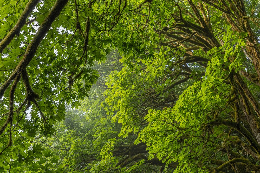 USA-Washington State-Seabeck Bigleaf maple trees in Anderson Landing County Park art print by Jaynes Gallery for $57.95 CAD