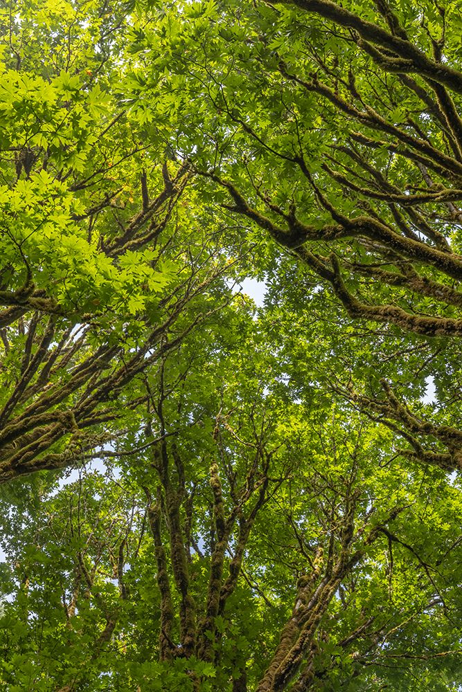 USA-Washington State-Seabeck Bigleaf maple trees in Anderson Landing County Park art print by Jaynes Gallery for $57.95 CAD