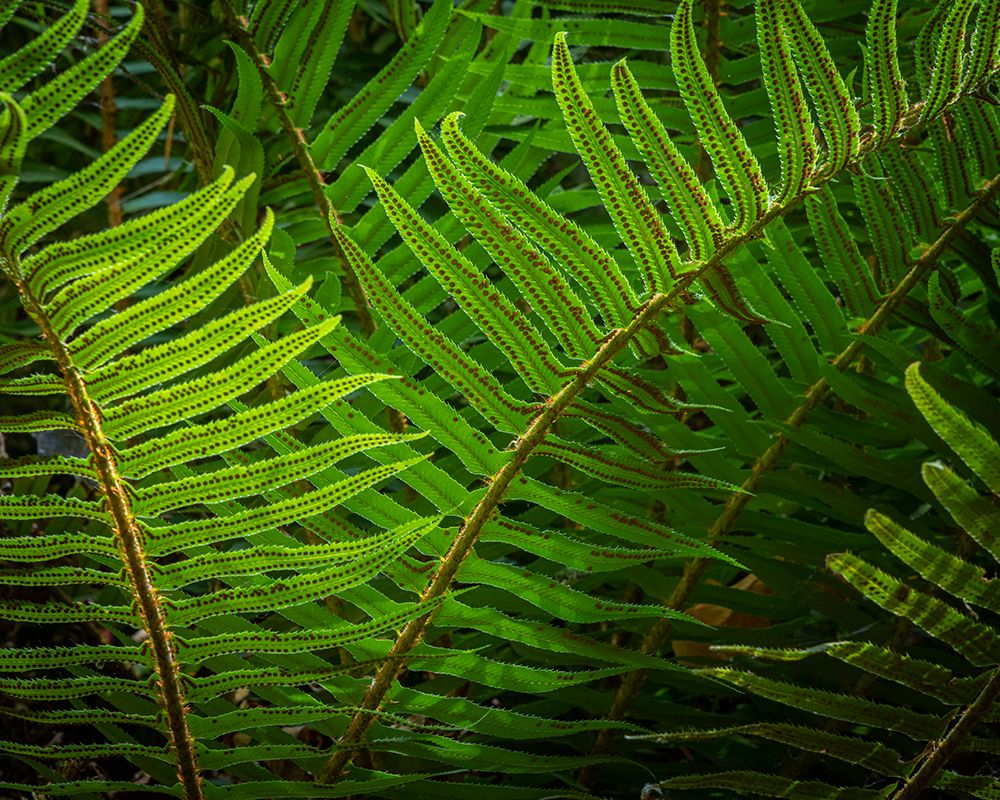 USA-Washington State-Seabeck Sunlit sword ferns in Anderson Landing County Park art print by Jaynes Gallery for $57.95 CAD