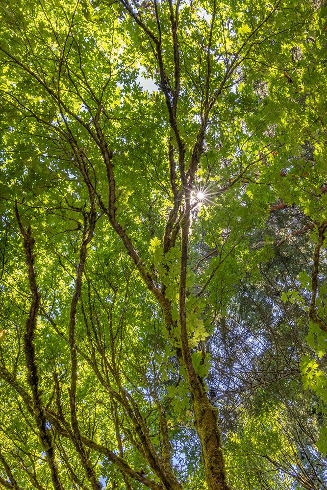 USA-Washington State-Seabeck Bigleaf maple trees in Anderson Landing County Park art print by Jaynes Gallery for $57.95 CAD