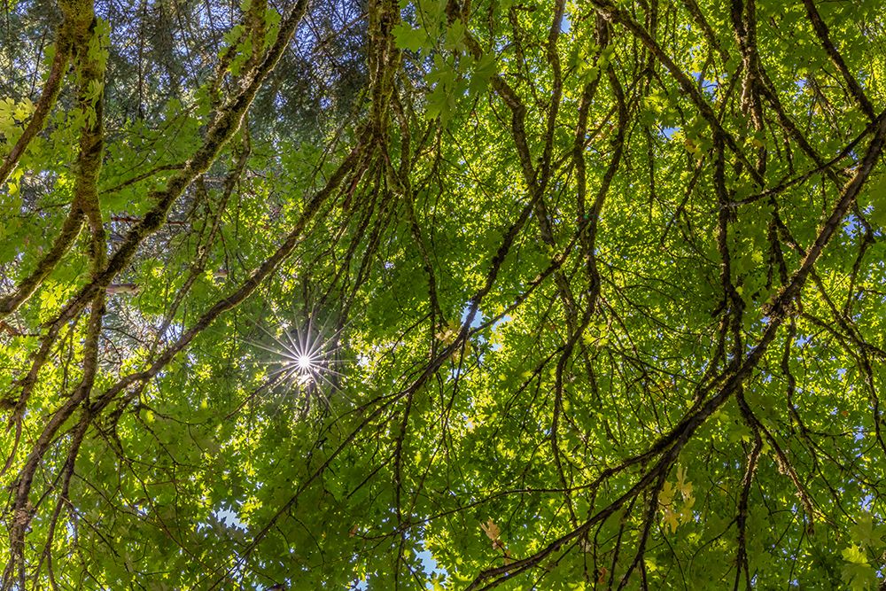 USA-Washington State-Seabeck Bigleaf maple trees in Anderson Landing County Park art print by Jaynes Gallery for $57.95 CAD