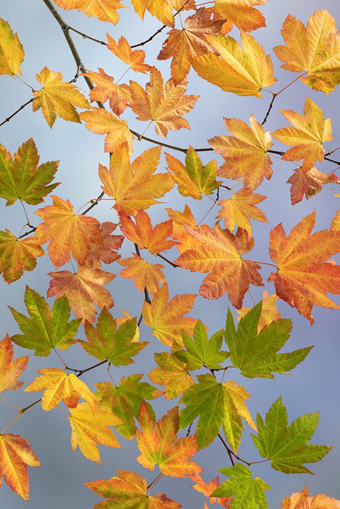 USA-Washington State-Seabeck Vine maple branch in autumn art print by Jaynes Gallery for $57.95 CAD