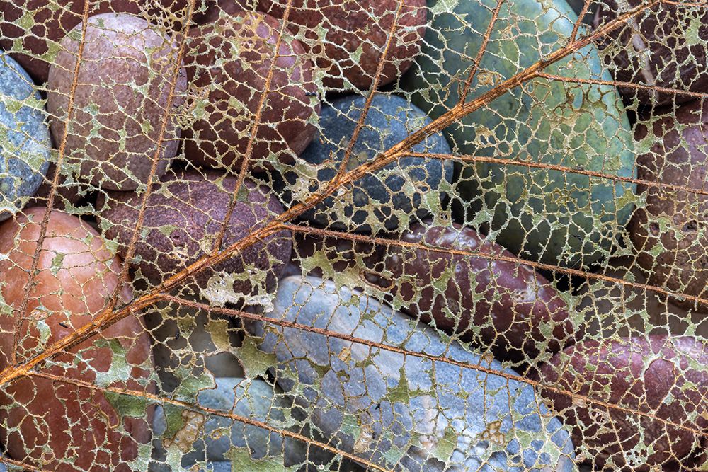USA-Washington State-Seabeck Skeletonized leaf on beach rocks art print by Jaynes Gallery for $57.95 CAD