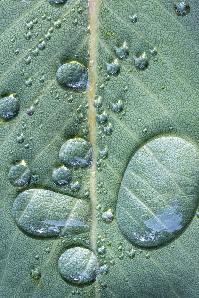 USA-Washington State-Seabeck Raindrops on madrone tree leaf art print by Jaynes Gallery for $57.95 CAD
