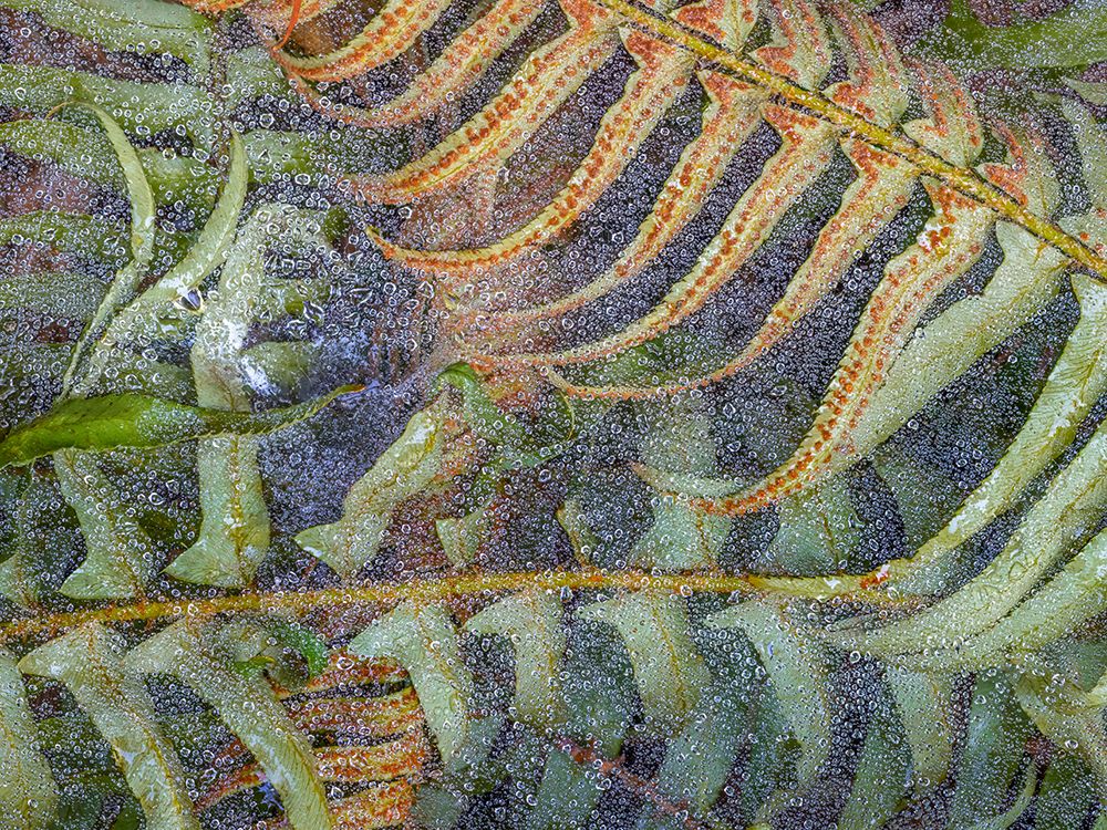 USA-Washington State-Seabeck Dew-covered spider webs over sword ferns art print by Jaynes Gallery for $57.95 CAD