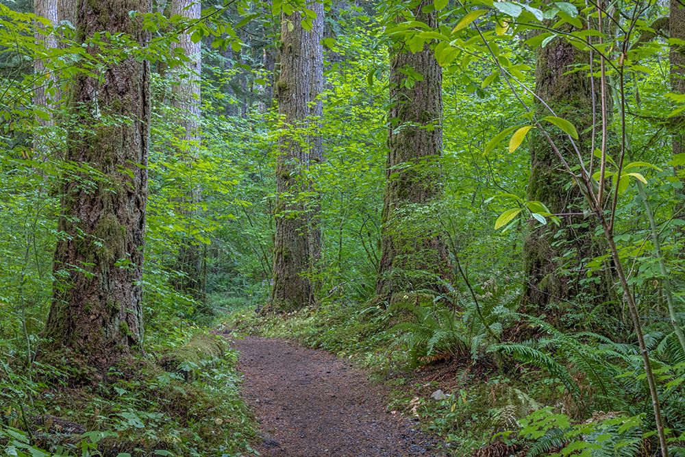 USA-Washington State-Olympic National Forest Ranger Hole Trail through forest art print by Jaynes Gallery for $57.95 CAD