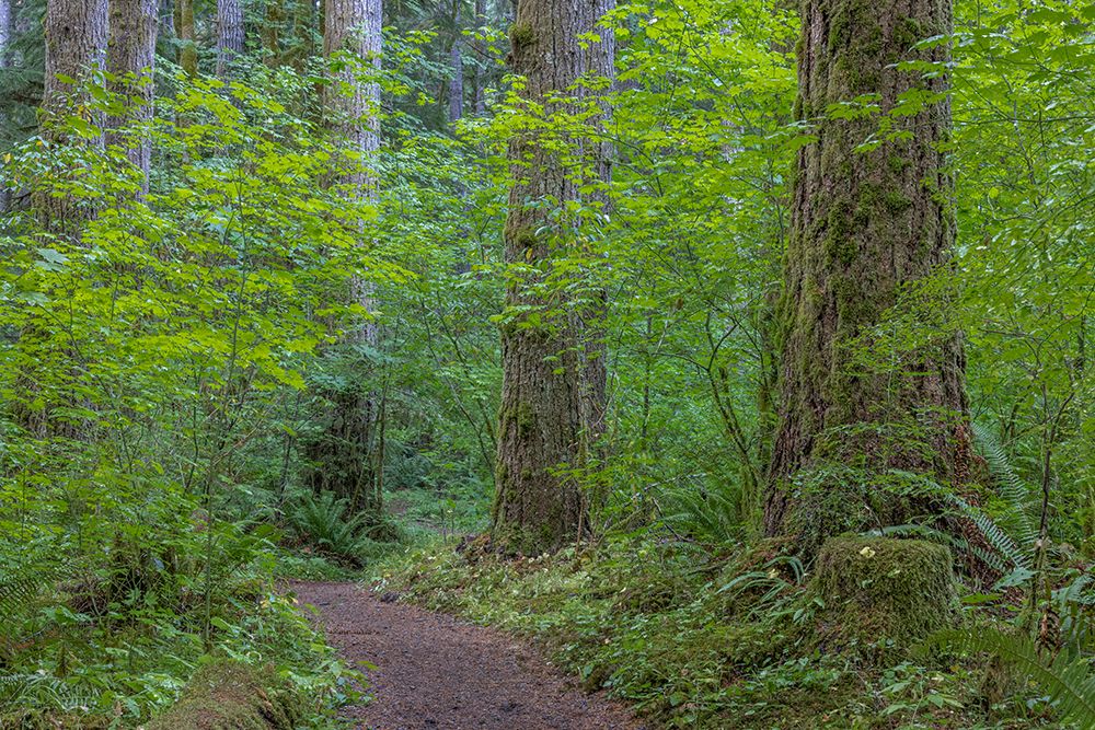 USA-Washington State-Olympic National Forest Ranger Hole Trail through forest art print by Jaynes Gallery for $57.95 CAD