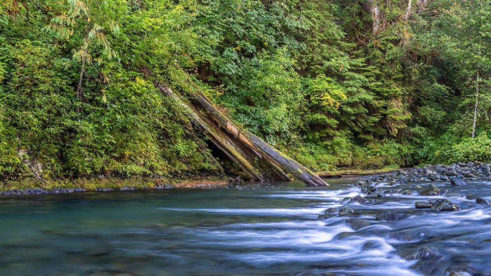 USA-Washington State-Olympic National Forest Rapids on Duckabush River art print by Jaynes Gallery for $57.95 CAD