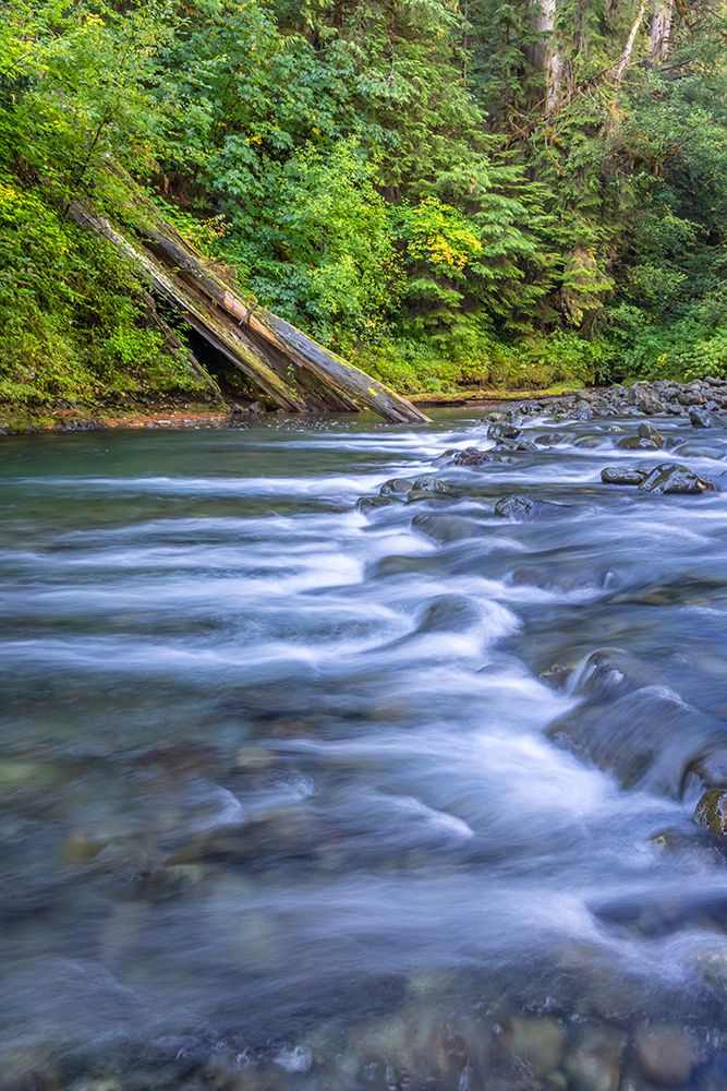 USA-Washington State-Olympic National Forest Rapids on Duckabush River art print by Jaynes Gallery for $57.95 CAD