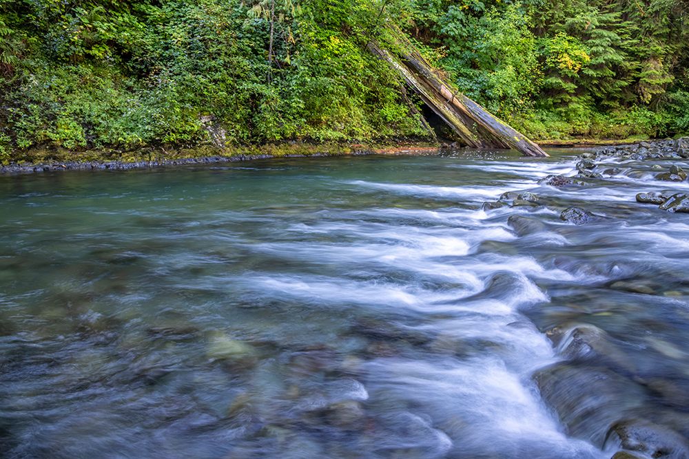 USA-Washington State-Olympic National Forest Rapids on Duckabush River art print by Jaynes Gallery for $57.95 CAD