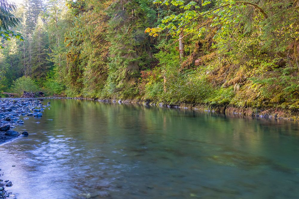 USA-Washington State-Olympic National Forest Duckabush River landscape art print by Jaynes Gallery for $57.95 CAD