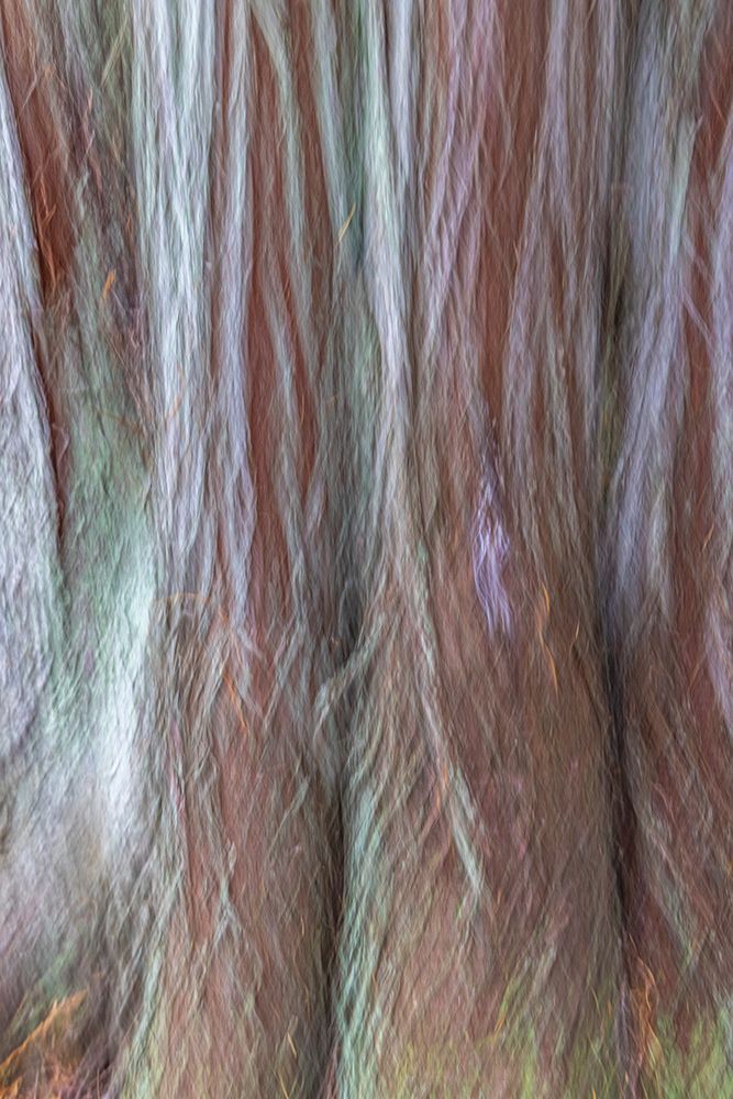 USA-Washington State-Seabeck Forest fantasy composite in Guillemot Cove Nature Preserve art print by Jaynes Gallery for $57.95 CAD