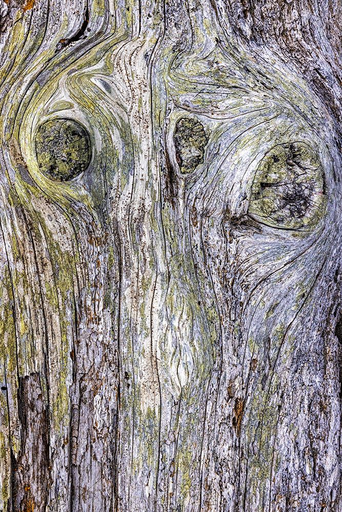 USA-Washington State-Fort Flagler State Park Weathered driftwood close-up art print by Jaynes Gallery for $57.95 CAD