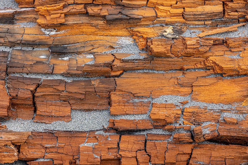 USA-Washington State-Fort Flagler State Park Crumbling driftwood close-up art print by Jaynes Gallery for $57.95 CAD