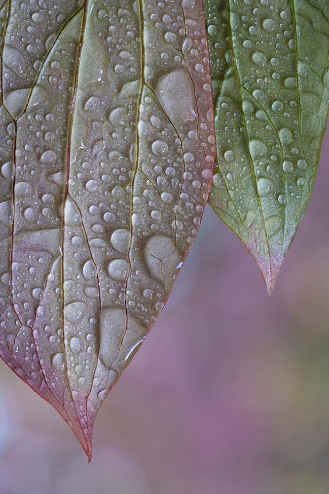 USA-Washington State-Seabeck Raindrops on peony leaves art print by Jaynes Gallery for $57.95 CAD