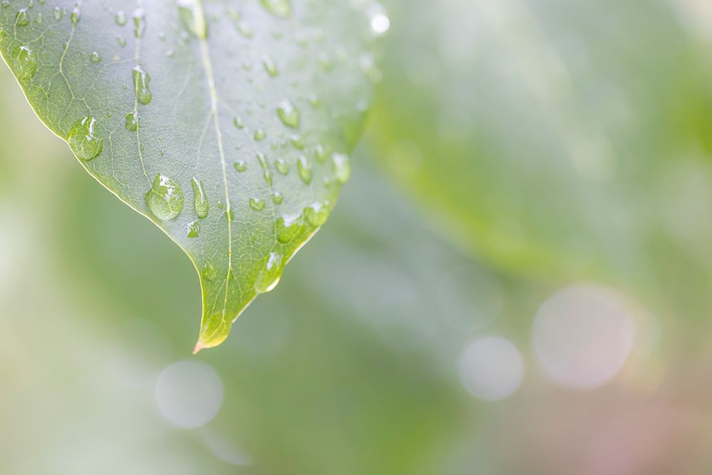 USA-Washington State-Seabeck Raindrops on lilac leaf art print by Jaynes Gallery for $57.95 CAD