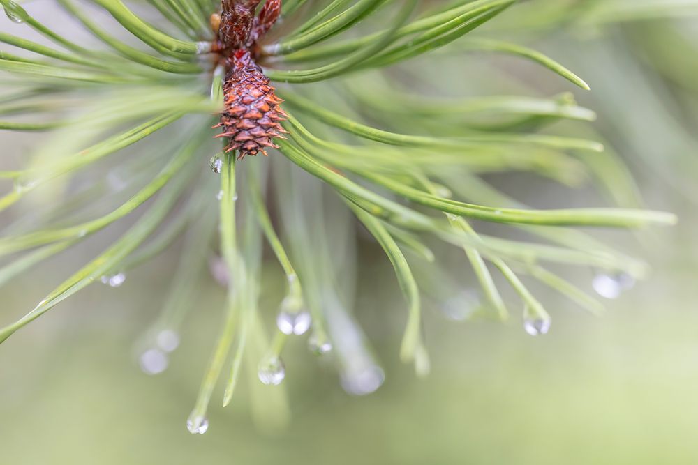 USA-Washington State-Seabeck Raindrops on pine needles art print by Jaynes Gallery for $57.95 CAD