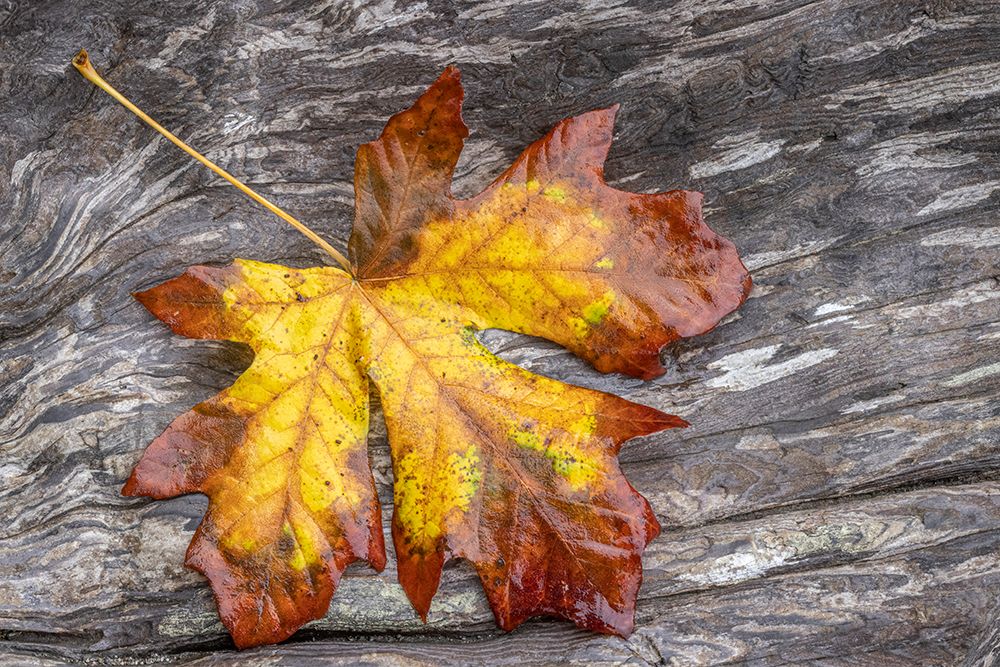 USA-Washington State-Seabeck Bigleaf maple leaf on driftwood art print by Jaynes Gallery for $57.95 CAD