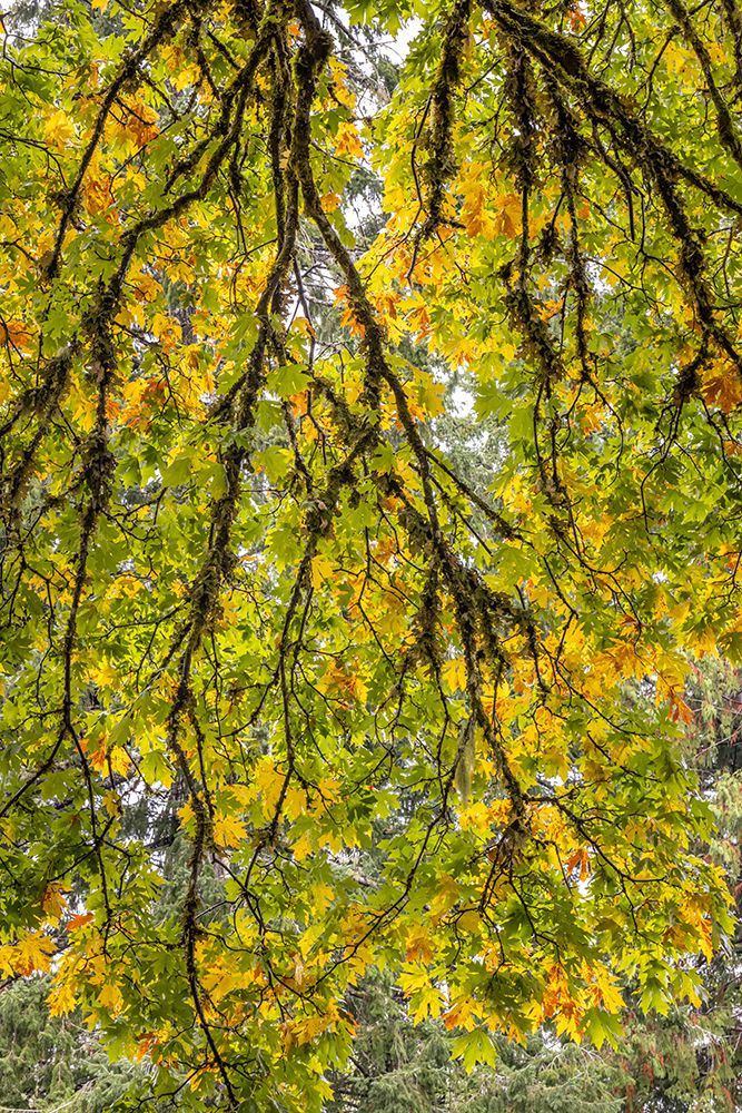 USA-Washington State-Seabeck Looking up at bigleaf maple branches art print by Jaynes Gallery for $57.95 CAD