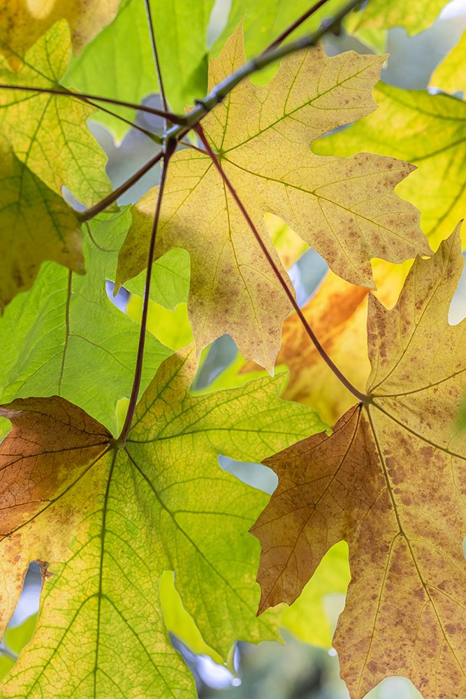 USA-Washington State-Seabeck Bigleaf maple leaves close-up in autumn art print by Jaynes Gallery for $57.95 CAD