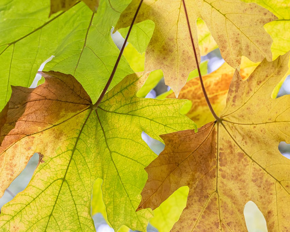 USA-Washington State-Seabeck Bigleaf maple leaves close-up in autumn art print by Jaynes Gallery for $57.95 CAD