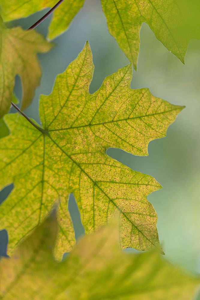 USA-Washington State-Seabeck Bigleaf maple leaves close-up in autumn art print by Jaynes Gallery for $57.95 CAD