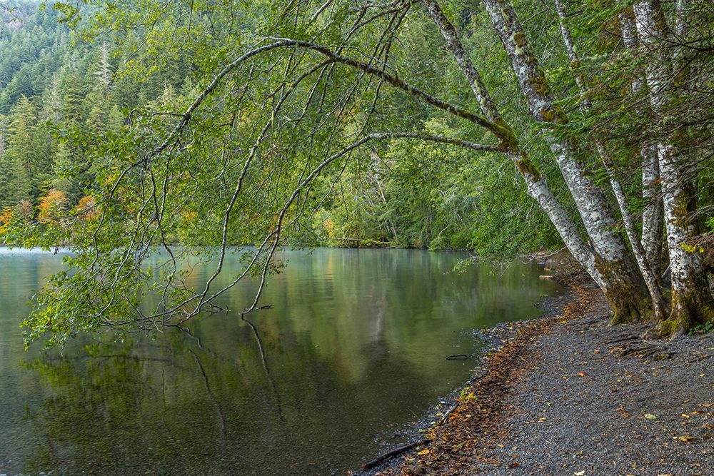 USA-Washington State-Olympic National Park Alder trees overhanging Lake Crescent shore art print by Jaynes Gallery for $57.95 CAD