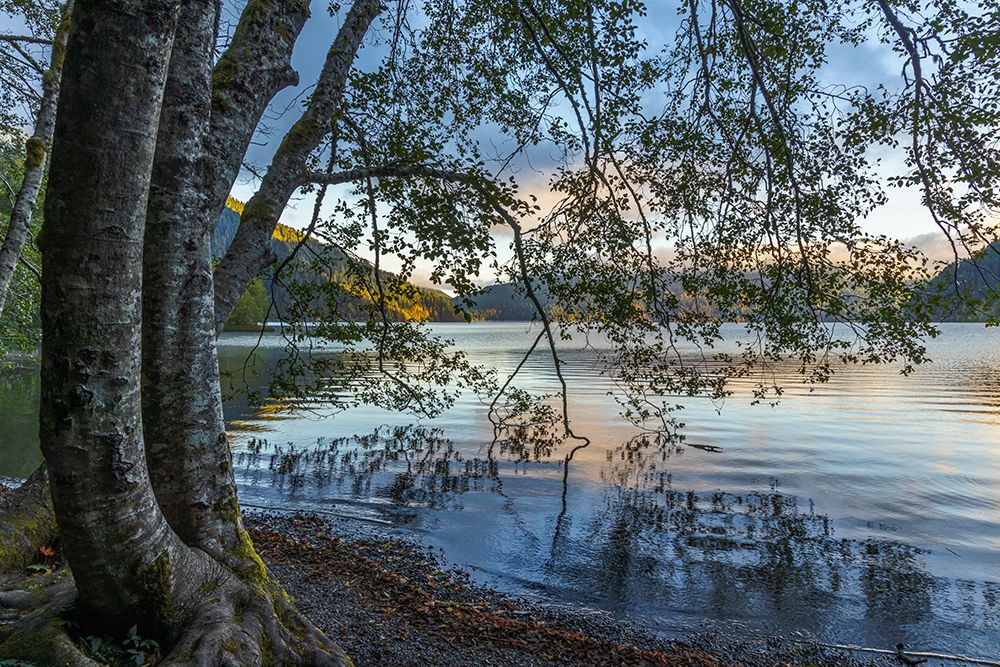 USA-Washington State-Olympic National Park Alder trees overhanging Lake Crescent shore art print by Jaynes Gallery for $57.95 CAD