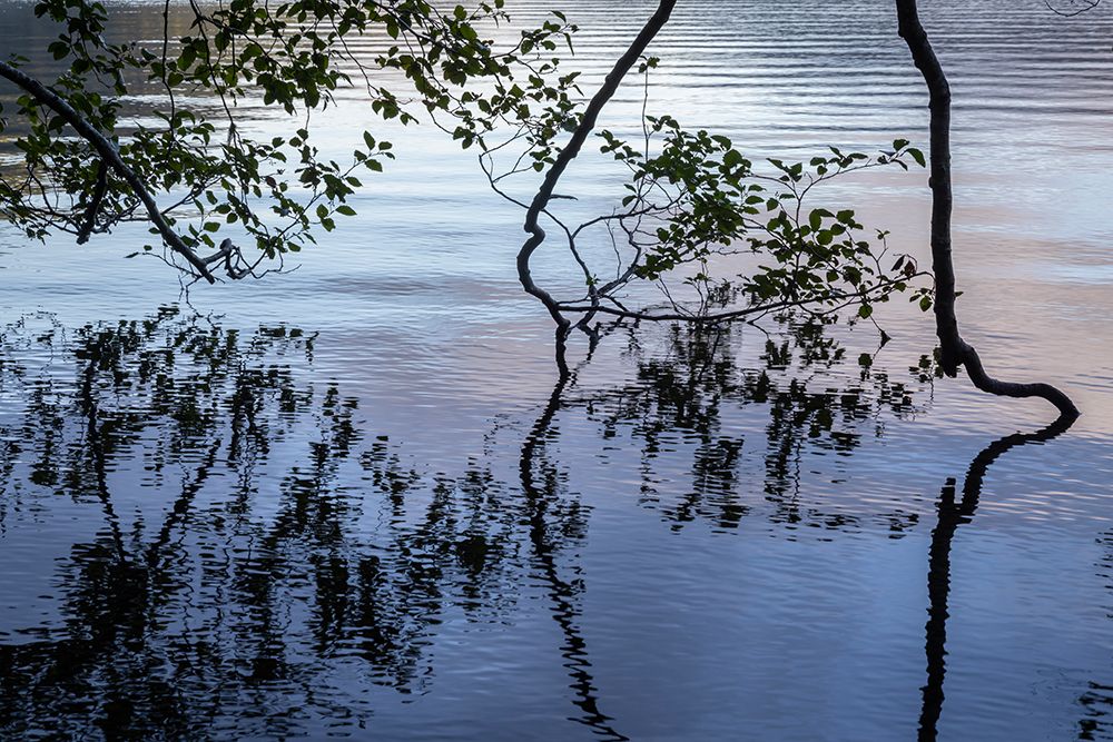 USA-Washington State-Olympic National Park Alder tree overhanging Lake Crescent shore art print by Jaynes Gallery for $57.95 CAD