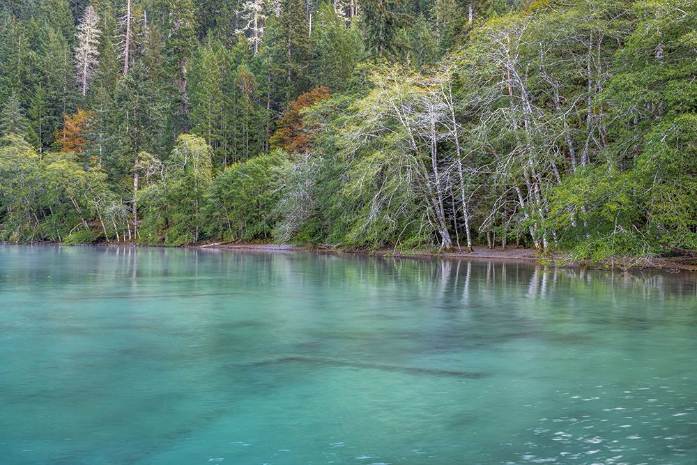 USA-Washington State-Olympic National Park Alder trees overhanging Lake Crescent shore art print by Jaynes Gallery for $57.95 CAD
