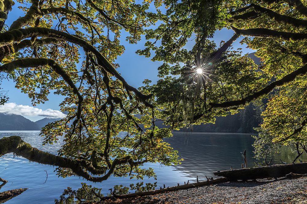 USA-Washington State-Olympic National Park Alder tree branches overhang shore of Lake Crescent art print by Jaynes Gallery for $57.95 CAD