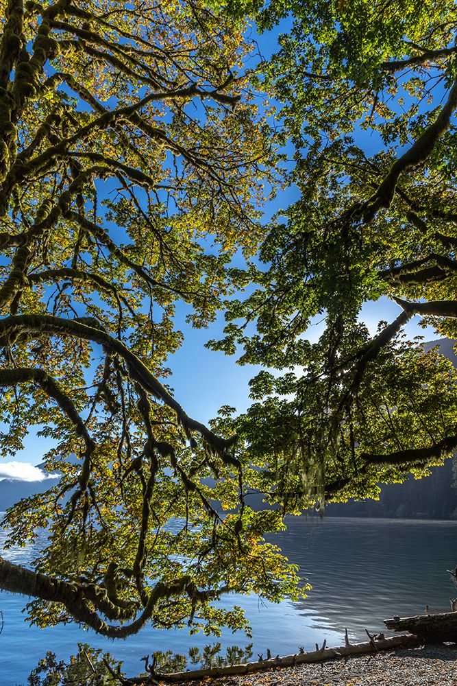USA-Washington State-Olympic National Park Alder tree branches overhang shore of Lake Crescent art print by Jaynes Gallery for $57.95 CAD