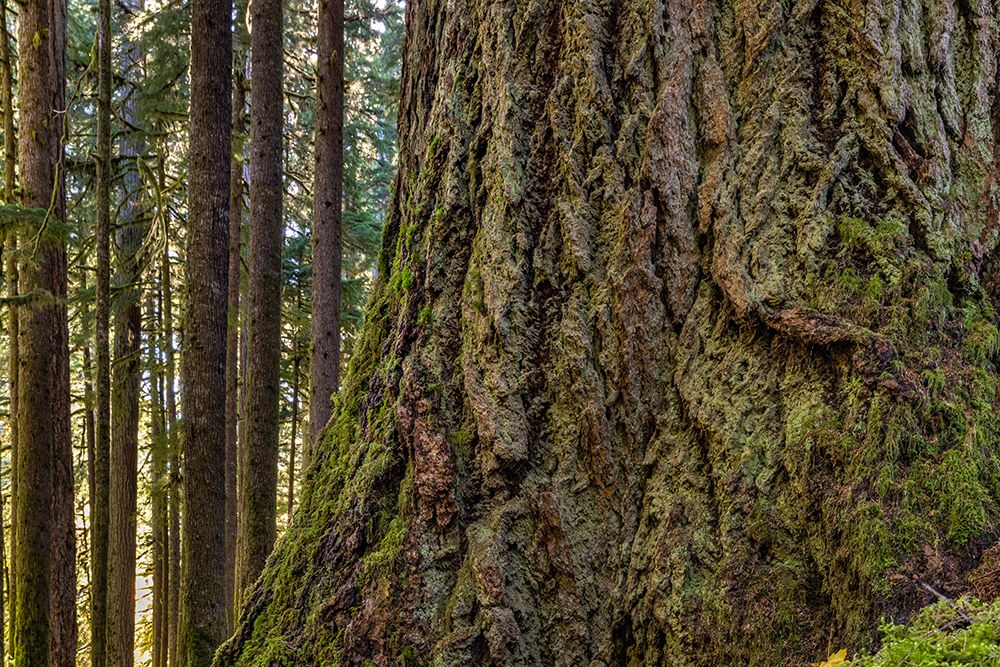 USA-Washington State-Olympic National Park Close-up of trunk of old growth Douglas fir tree art print by Jaynes Gallery for $57.95 CAD