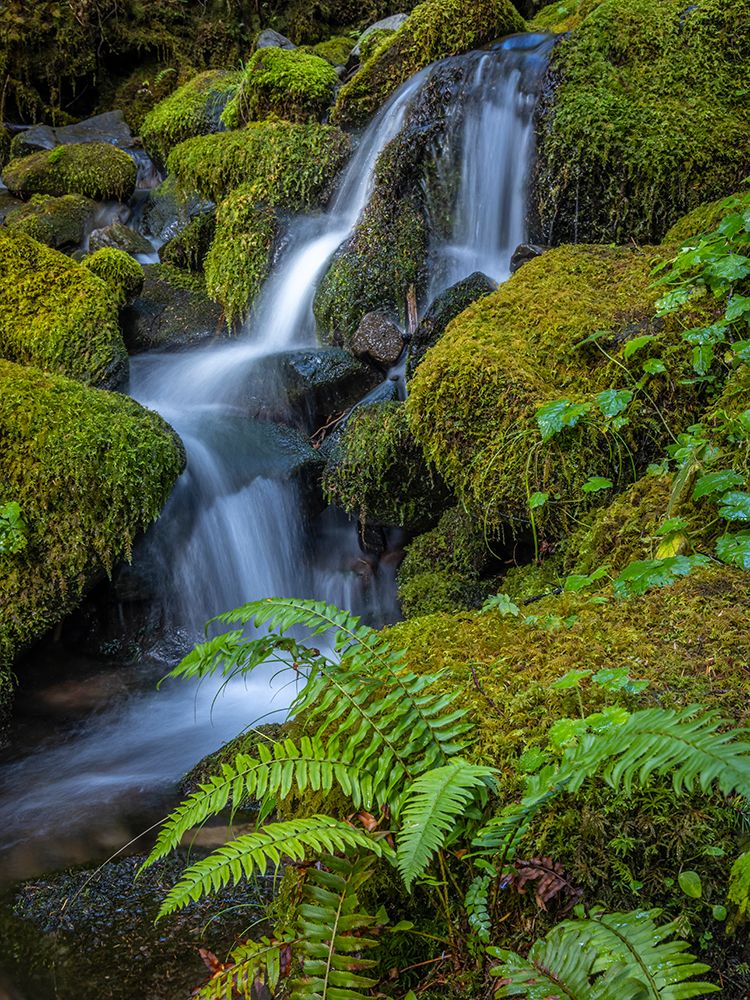 USA-Washington State-Olympic National Park Cedar Creek cascades through moss- covered boulders art print by Jaynes Gallery for $57.95 CAD