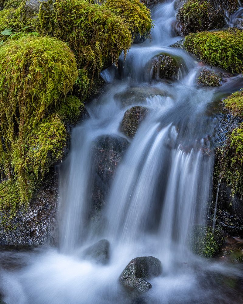 USA-Washington State-Olympic National Park Cedar Creek cascades through moss- covered boulders art print by Jaynes Gallery for $57.95 CAD