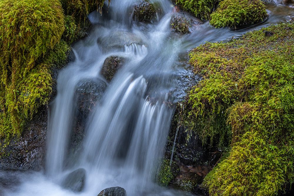 USA-Washington State-Olympic National Park Cedar Creek cascades through moss- covered boulders art print by Jaynes Gallery for $57.95 CAD