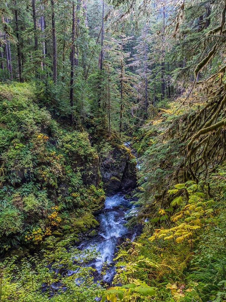 USA-Washington State-Olympic National Park The Sol Duc River runs through forest art print by Jaynes Gallery for $57.95 CAD