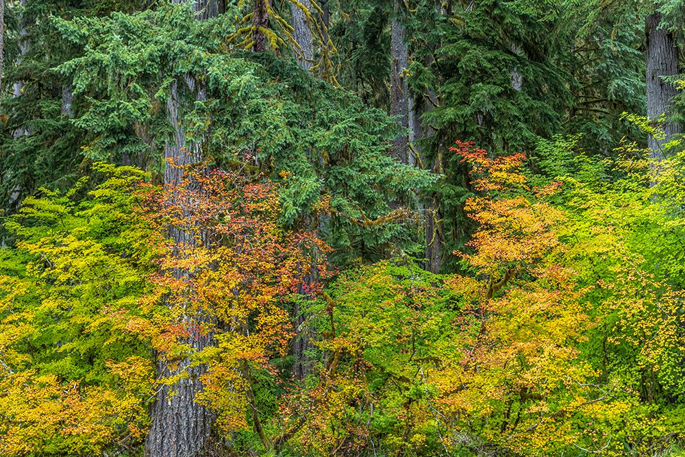 USA-Washington State-Olympic National Park Vine maple trees in old growth forest in autumn art print by Jaynes Gallery for $57.95 CAD