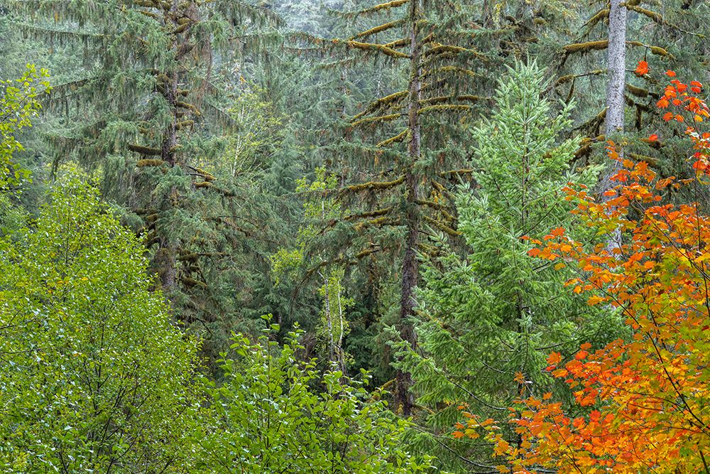 USA-Washington State-Olympic National Park Vine maple trees in old growth forest in autumn art print by Jaynes Gallery for $57.95 CAD