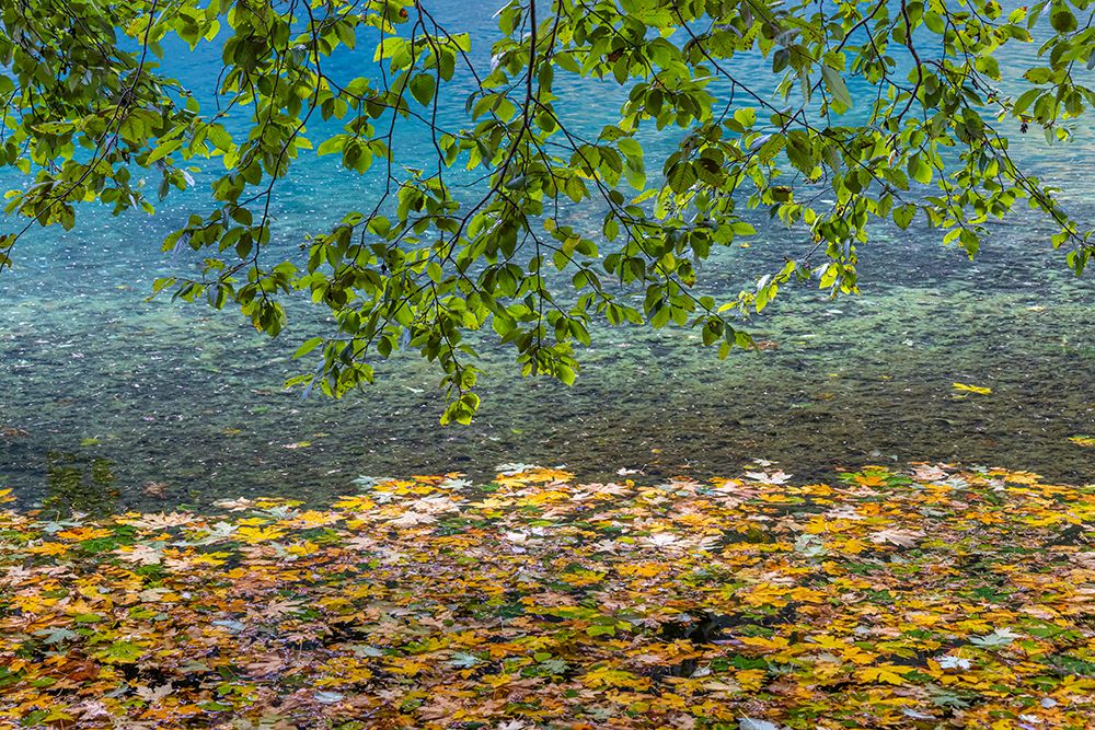 USA-Washington State-Olympic National Park Alder tree branches art print by Jaynes Gallery for $57.95 CAD